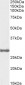 Goat Anti-COMT (internal), Biotinylated Antibody